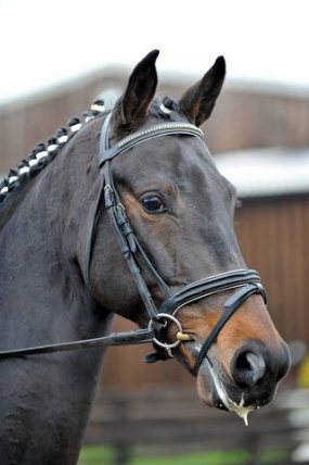 Oldencraig Chocotoff
